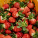 헤이리농장 이미지