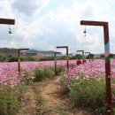 코리아세일페스타와 함께하는 봉계한우불고기축제 2017 이미지