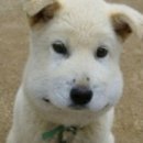 인치과의원 | [서울사랑니치과의원] 종로 사랑니 전문 치과 | 내돈내산 발치 후기 | 가격 정보 | 통증 및 경과