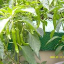 인희네농장 이미지