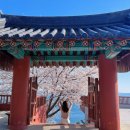 개화 경로당 | [여수 벚꽃명소] 용월사, 승월마을 실시간 개화현황