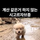 시고르자브종 이미지