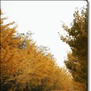 대축천 이미지
