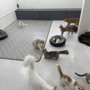 냥이의하루 카페.분양 이미지