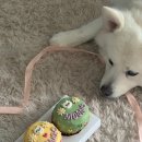 요케이크 이미지