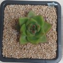 초롱슈퍼 이미지