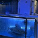 바다애 | [서울/마포·합정] 바다애｜서울 방어 맛집 평일 웨이팅 후기 &amp; 첫 방어 개시!