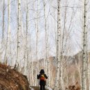 자작나무숲 이미지