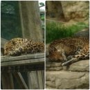 (사)한국음악실연자연합회노동조합 | 아이들과 함께 가기 좋은 장소 어린이 대공원(동물원)을 다녀왔어요!