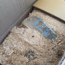 서해꽃게 | 가을맞이 서해 꽃게 생물 코스트코 대구점 구입 후기