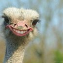 개라다이스 이미지