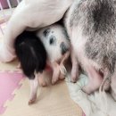 피그월드 이미지