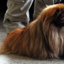 쇼독(Show dog) 이미지