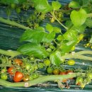 옥녀봉농장 이미지