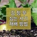 2023년 김장 무 심는 시기 및 재배방법 알아보기