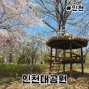 지에스25부평파크드림점 | 인천대공원 벚꽃 축제 실시간 꽃구경