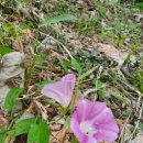 정선풍류펜션 이미지