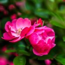 구목정공원 이미지