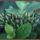 나의 단짝 반려동물 이미지