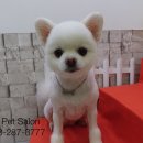 Pet salon 이미지