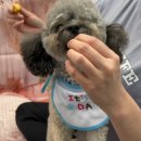 댕마카세 네이버블로그