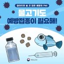 [일반] 물고기도 백신이 필요해! 이미지