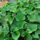 배미농장 이미지