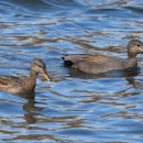 행운오리 이미지