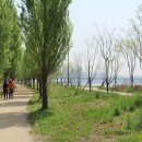 미루나무풍경 이미지