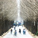 군청 메타세콰이어길 이미지