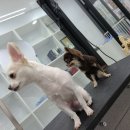 와와리 애견미용 이미지