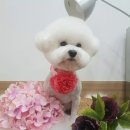 뽀송그루밍 이미지