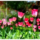 튜울립 이미지