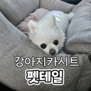 좋은강아지 | 펫테일 가성비 좋은 강아지 카시트 추천 솔직후기