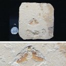 고기화석 잠자리화석 랍스타 새우화석 나무화석 수정 이미지