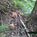 재활운동 백두대간 버섯답사및 목청답사산행.110 (여러곳) 이미지