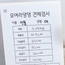 모여라 댕댕 이미지