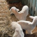 내양농장 이미지