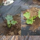 우일농장 이미지