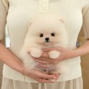 인천 강아지분양 고양이분양 미유펫 이미지