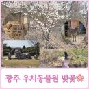 우치 | 광주 아이와 가볼만한곳 우치동물원 벚꽃 실시간 후기