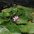 안동화련 이미지