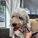 메종 드 펫 이미지