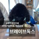뿡뿡애견호텔 | 제주애견카페 :: 제주시 한림읍 브레이브독스