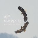 독수리 | 파주 독수리 식당 탐조 촬영 후기
