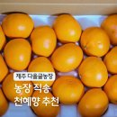 다올농장 | 제주도 농장 직송 천혜향 택배 제철 과일 선물 후기 제주 왓귤농장 추천