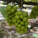 구자농장 이미지