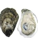 굴 칼로리 영양성분 효능 단백질 콜레스테롤 성분 식중독 원인 이미지