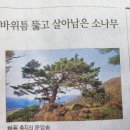 바위틈 뚫고 살아남은 소나무 이미지