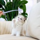 고양이를 사랑하는 남자 이미지